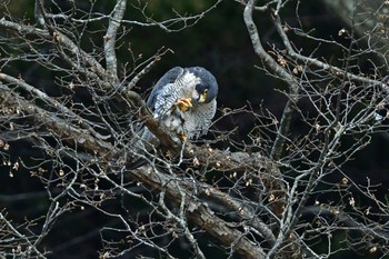 ハヤブサ 青葉山公園 2023年2月23日(木)