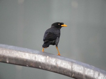 Javan Myna シンガポール Tue, 2/21/2023