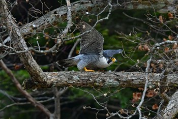 ハヤブサ 青葉山公園 2023年2月23日(木)