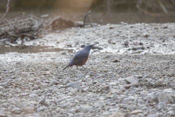 2023年2月23日(木) 芥川の野鳥観察記録