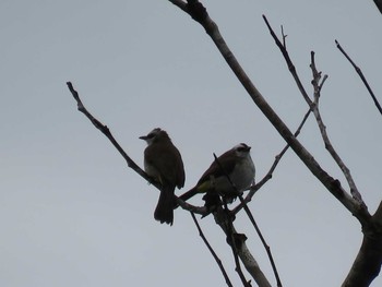 Yellow-vented Bulbul ミンダナオ島 Mon, 3/19/2018