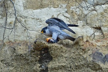 ハヤブサ 青葉山公園 2023年2月23日(木)