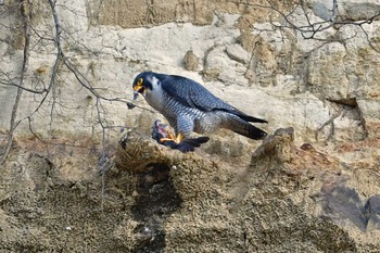 ハヤブサ 青葉山公園 2023年2月23日(木)