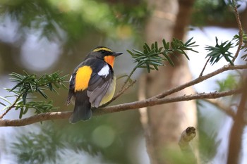 キビタキ 北海道 函館市 見晴公園 2018年4月30日(月)