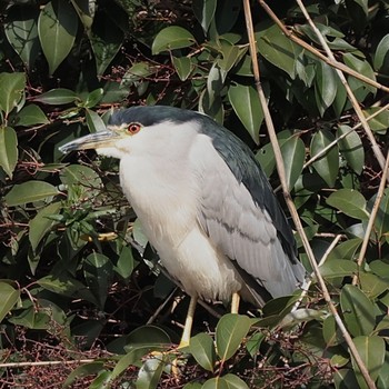 ゴイサギ 東京港野鳥公園 2023年2月23日(木)