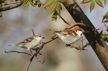 Russet Sparrow 北海道 函館市 東山 Mon, 4/30/2018