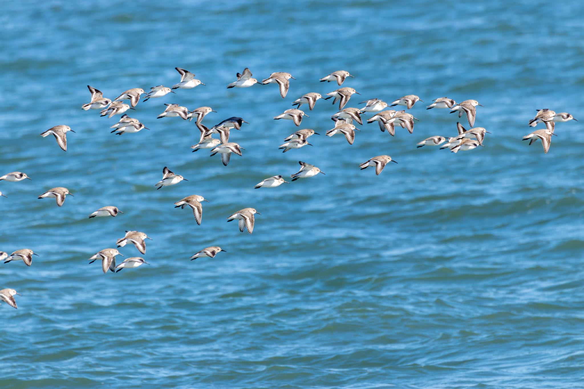 Photo of Dunlin at 曽根干潟(曾根干潟) by そいぎんた