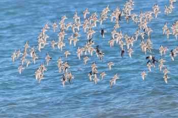 Dunlin 曽根干潟(曾根干潟) Wed, 2/22/2023