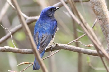 Blue-and-white Flycatcher Miharashi Park(Hakodate) Mon, 4/30/2018