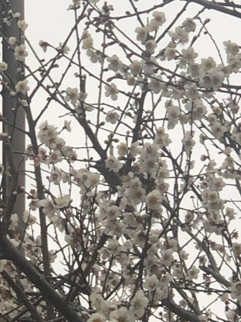 Brown-eared Bulbul 大阪市住吉区 Fri, 2/24/2023