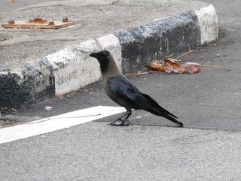 House Crow シンガポール Tue, 2/21/2023