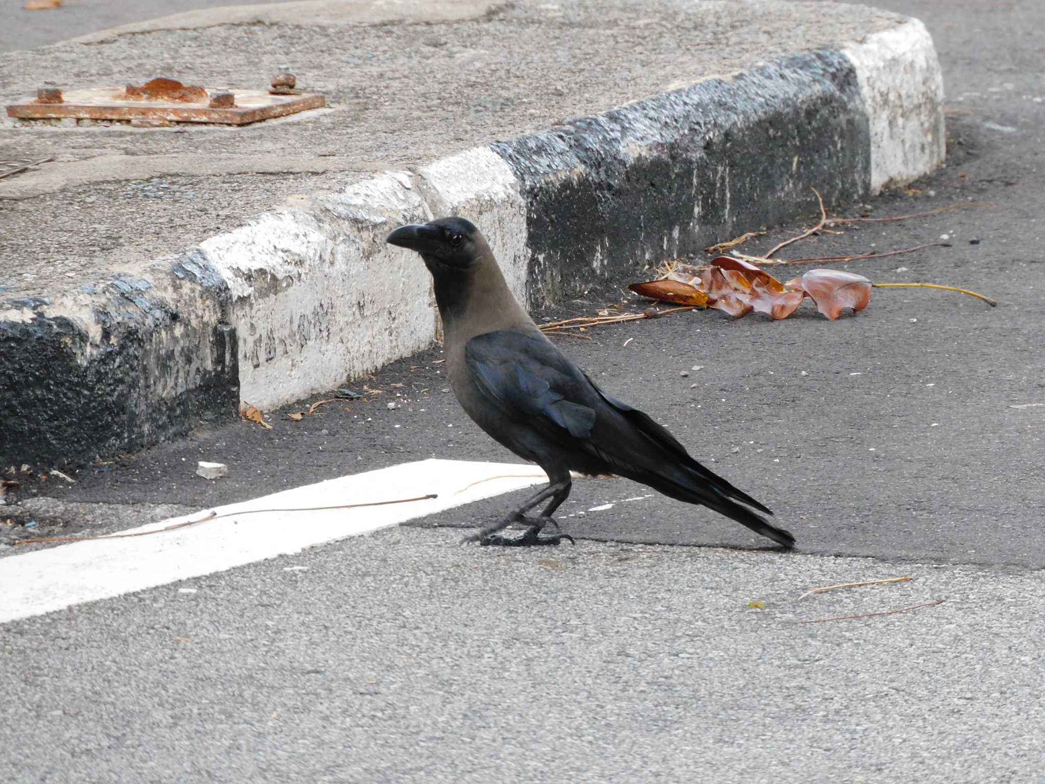 Photo of House Crow at シンガポール by mkmole