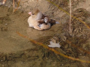 Hawfinch 岡山市旭川 Thu, 2/23/2023