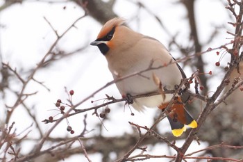 Thu, 2/23/2023 Birding report at Senjogahara Marshland