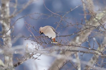 Bohemian Waxwing 残り少ないズミの実を頬張る Thu, 2/23/2023