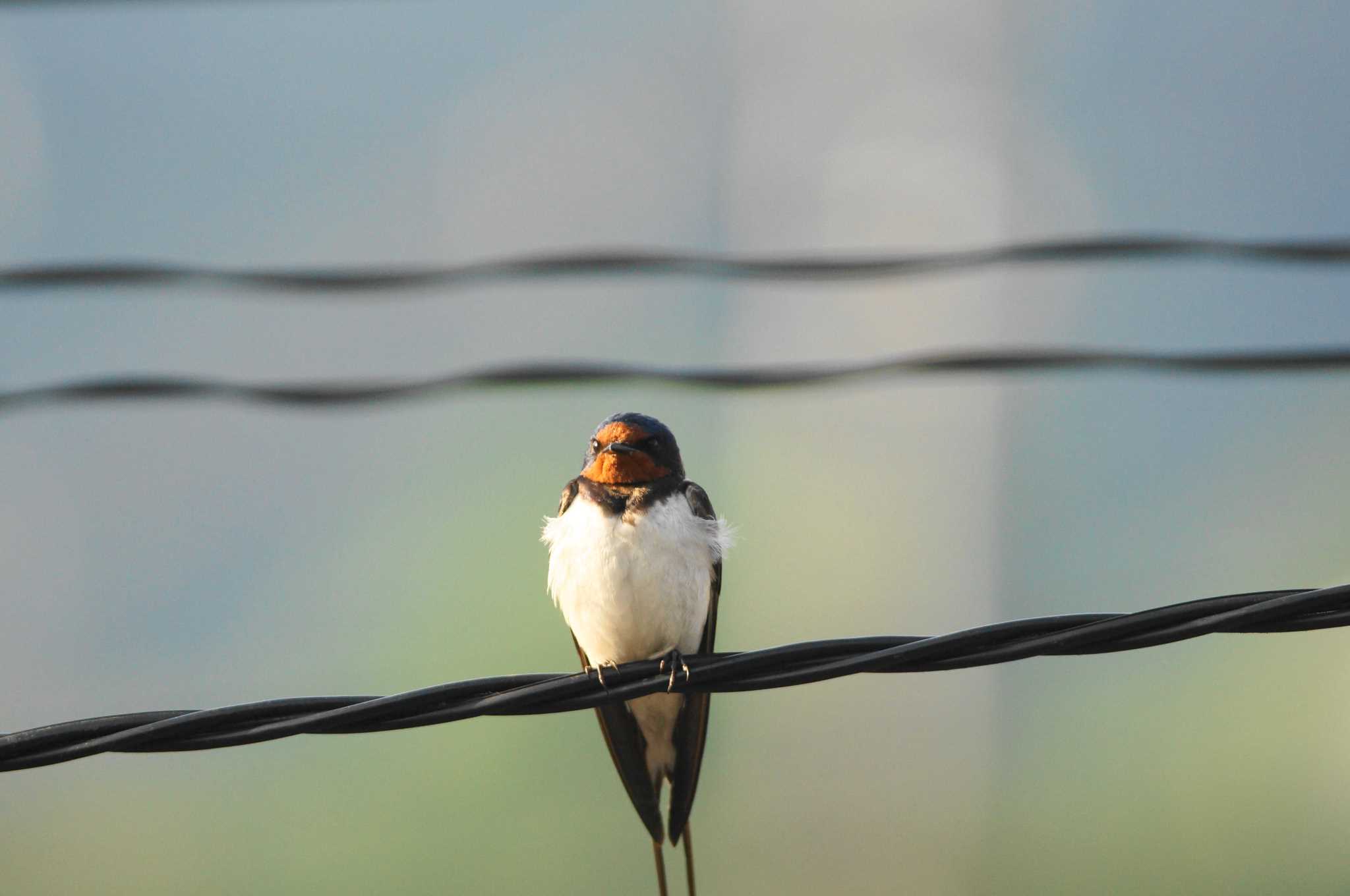 Barn Swallow