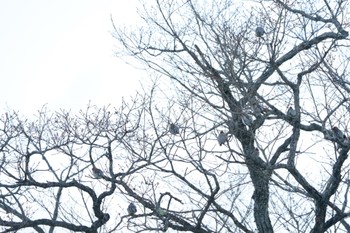 Bohemian Waxwing 栃木県 オール9キレンジャク Wed, 2/22/2023