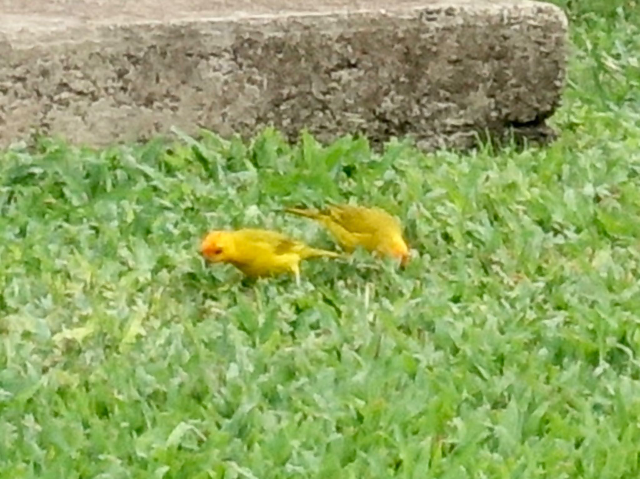 Photo of Saffron Finch at ホノルル by よっしー