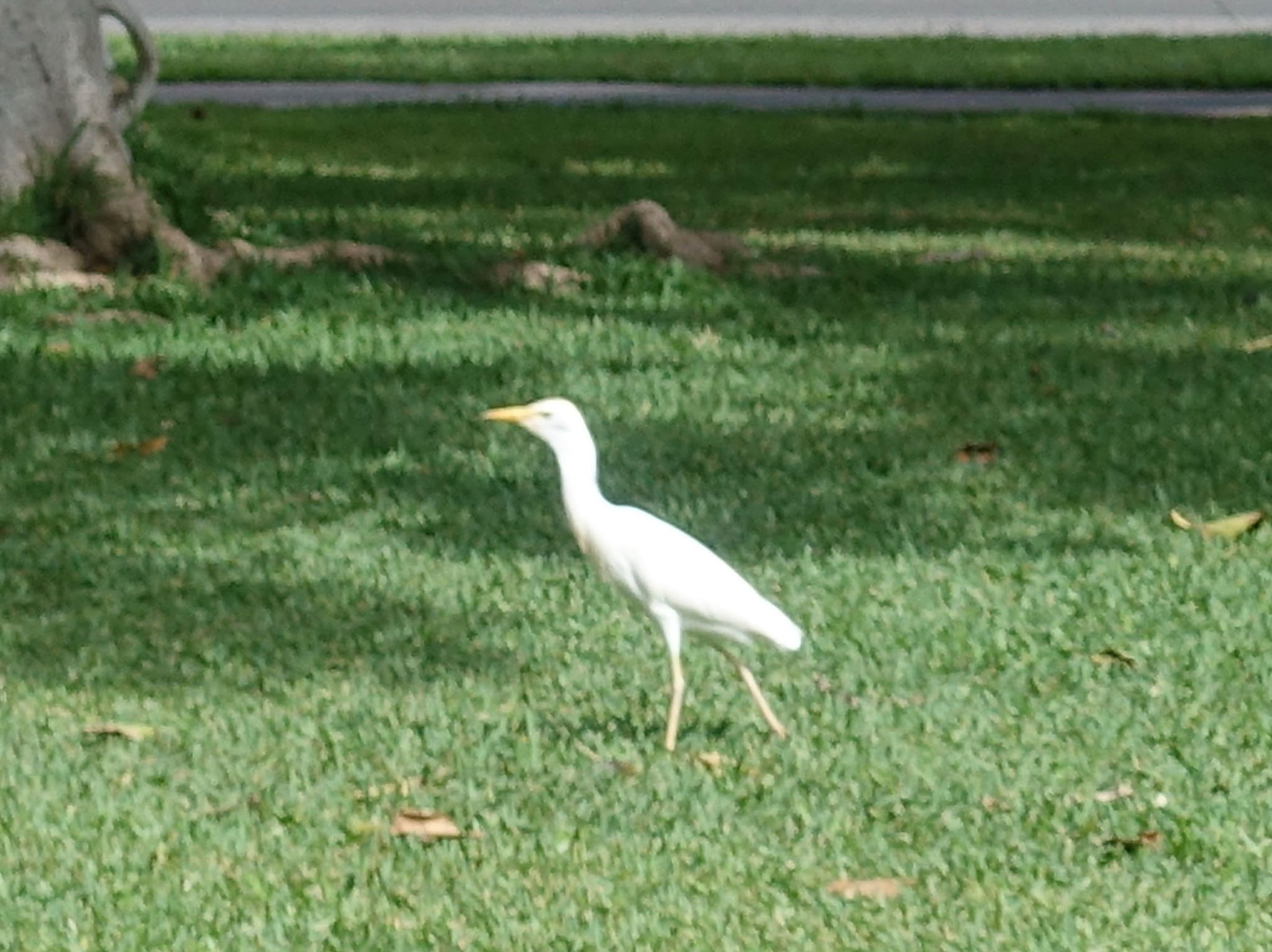 Photo of Eastern Cattle Egret at ホノルル by よっしー