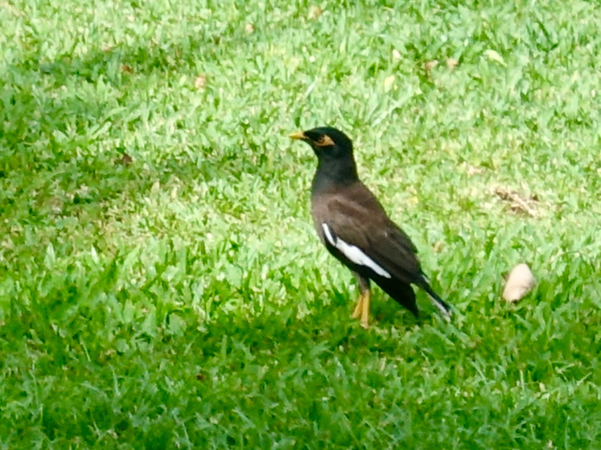 Photo of Common Myna at ホノルル by よっしー