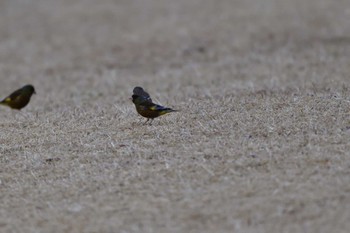 カワラヒワ 長浜公園 2023年2月23日(木)