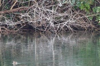 バン 長浜公園 2023年2月23日(木)