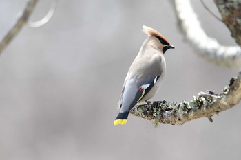 Bohemian Waxwing Senjogahara Marshland Mon, 4/30/2018