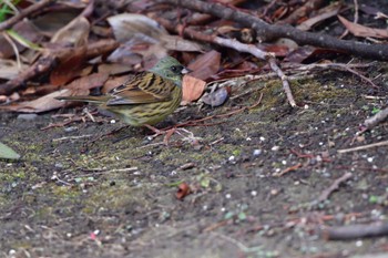 アオジ 長浜公園 2023年2月23日(木)