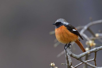 2023年2月23日(木) 長浜公園の野鳥観察記録