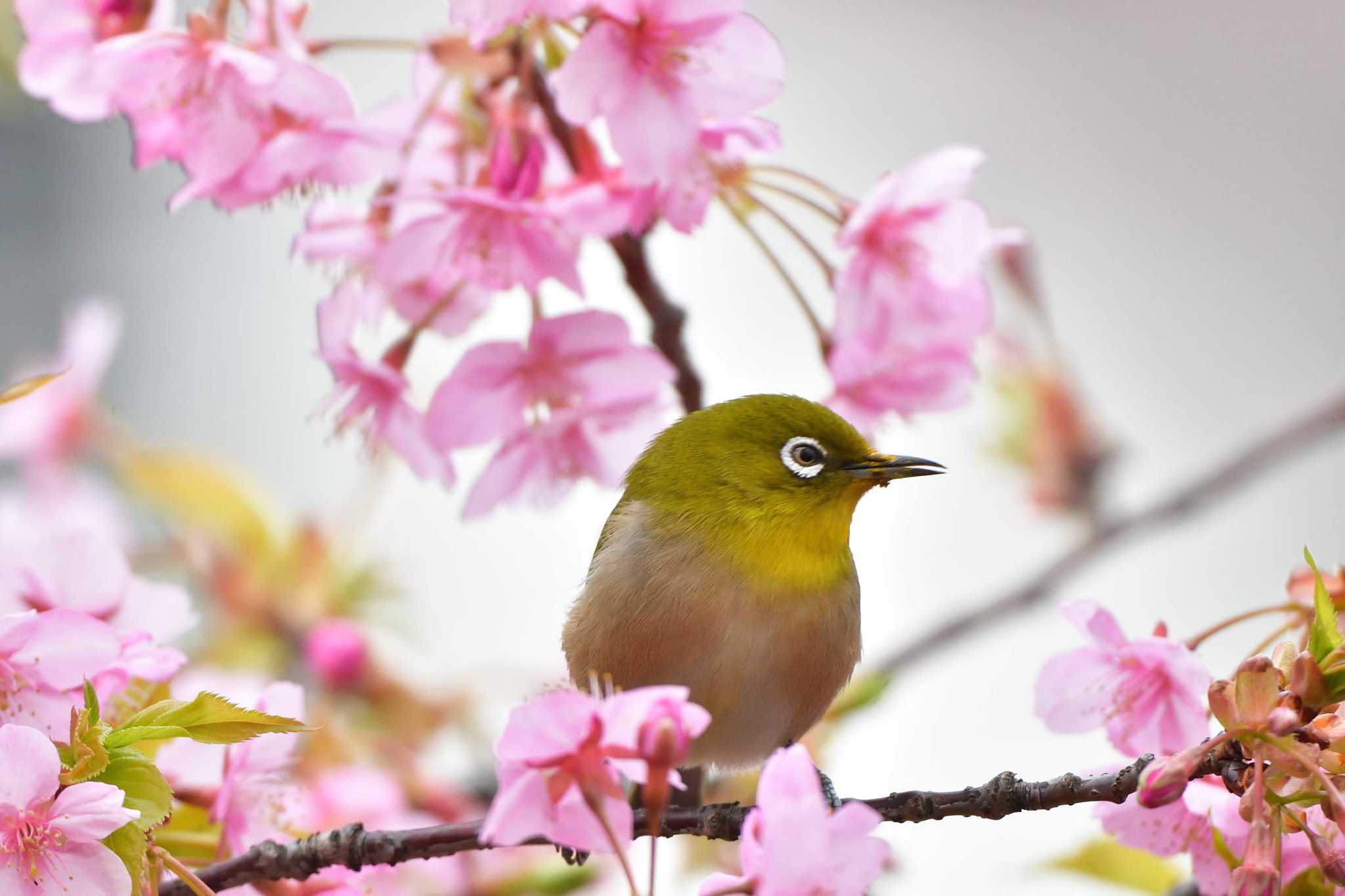 長浜公園 メジロの写真 by やなさん