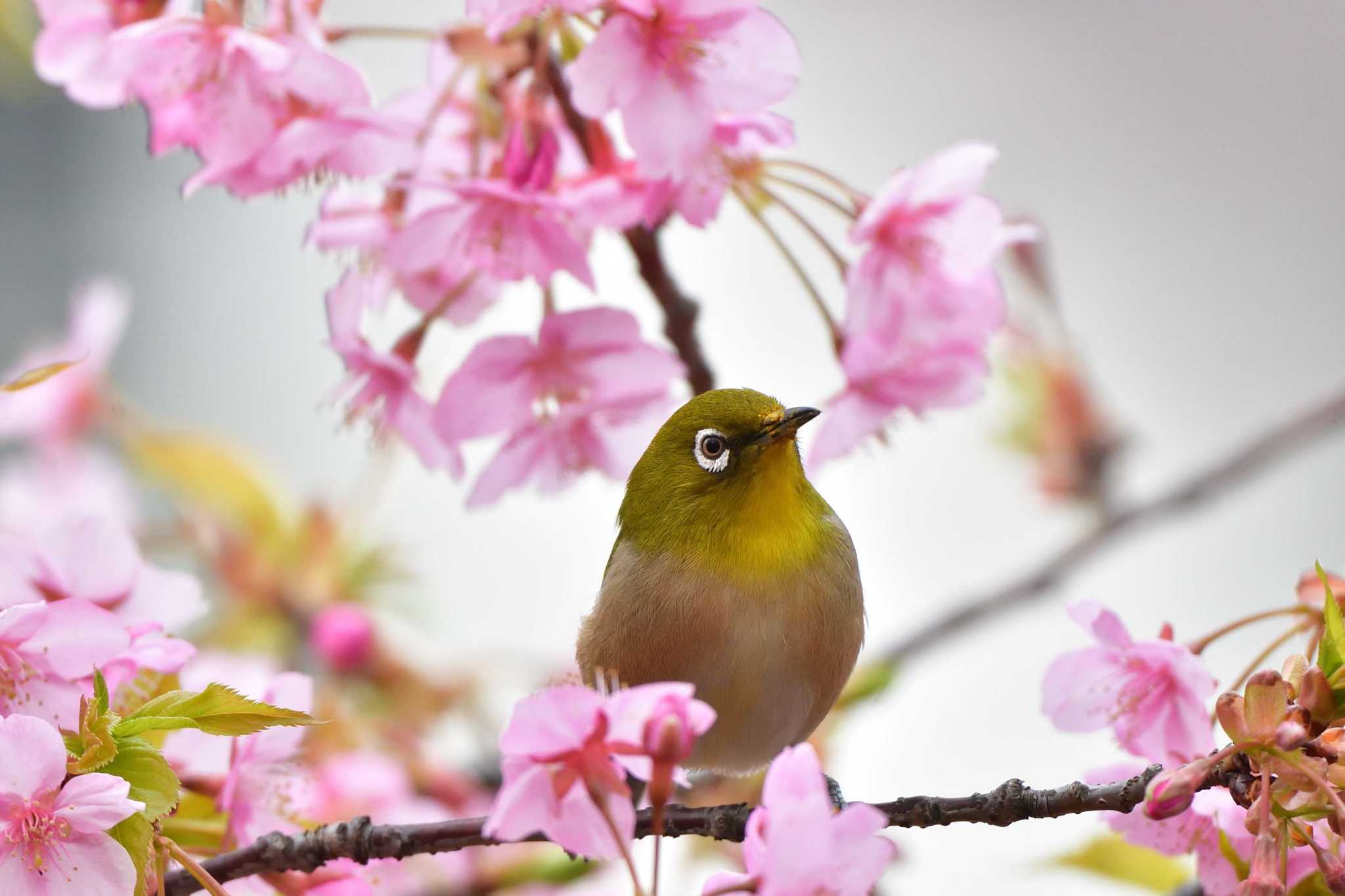 長浜公園 メジロの写真 by やなさん