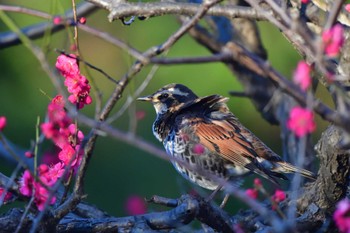 2023年2月22日(水) 長浜公園の野鳥観察記録