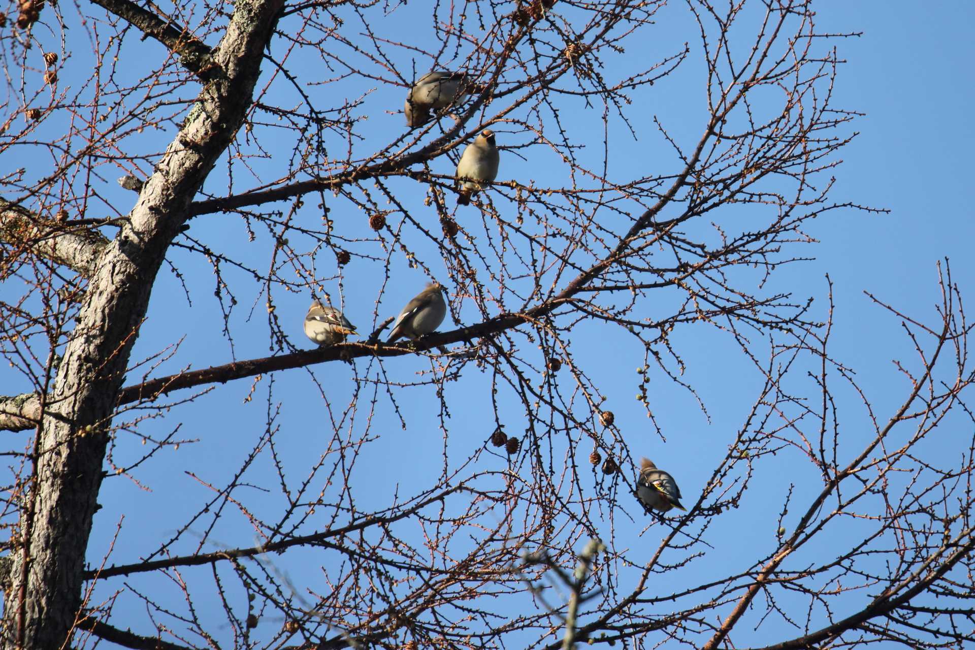 Photo of Bohemian Waxwing at Senjogahara Marshland by マイク