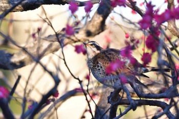 ツグミ 長浜公園 2023年2月22日(水)