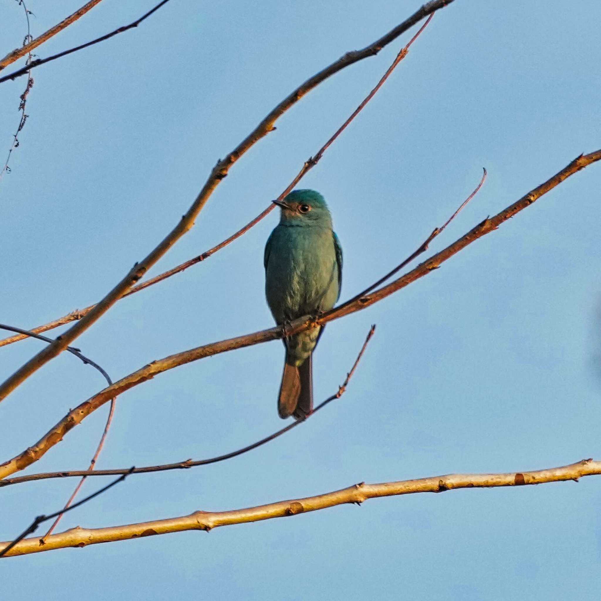 khao ang rue nai wildlife sanctuary ロクショウヒタキの写真 by span265