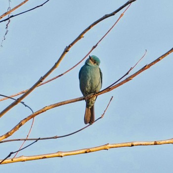 2023年2月20日(月) khao ang rue nai wildlife sanctuaryの野鳥観察記録