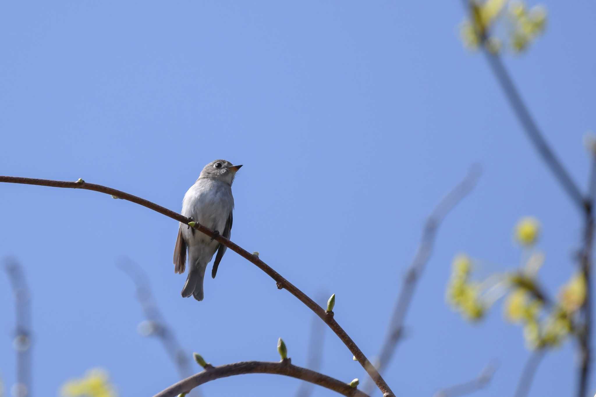 Photo of Asian Brown Flycatcher at 裏磐梯 by 024minion