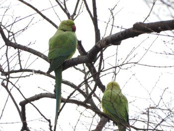 ワカケホンセイインコ 埼玉県 2023年2月24日(金)