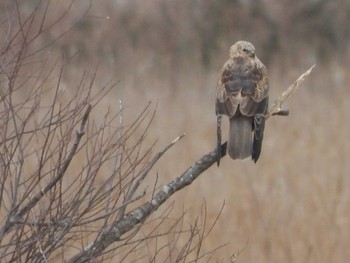 Eastern Marsh Harrier Inashiki Fri, 2/24/2023