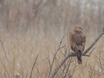 2023年2月24日(金) 稲敷市の野鳥観察記録