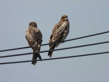 Black Kite Inashiki Fri, 2/24/2023