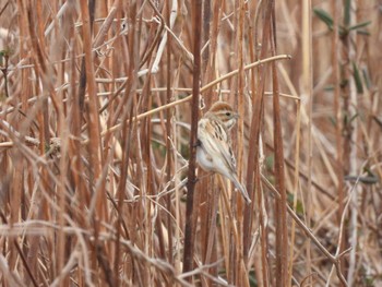 Common Reed Bunting Inashiki Fri, 2/24/2023