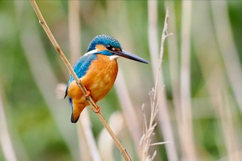 カワセミ 東京港野鳥公園 2023年2月23日(木)