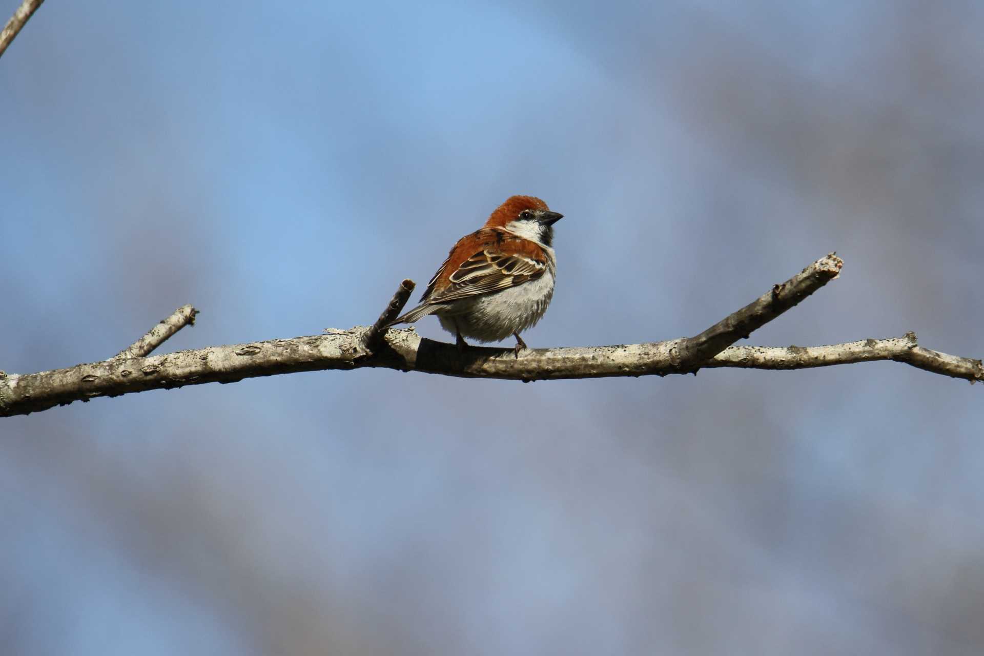 Photo of Russet Sparrow at Senjogahara Marshland by マイク