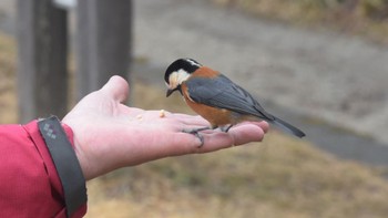 Varied Tit 金剛山 Thu, 2/23/2023