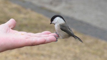 Willow Tit 金剛山 Thu, 2/23/2023