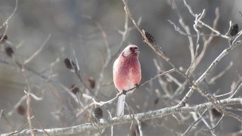 2023年2月23日(木) おいらせ町いちょう公園(青森県おいらせ町)の野鳥観察記録