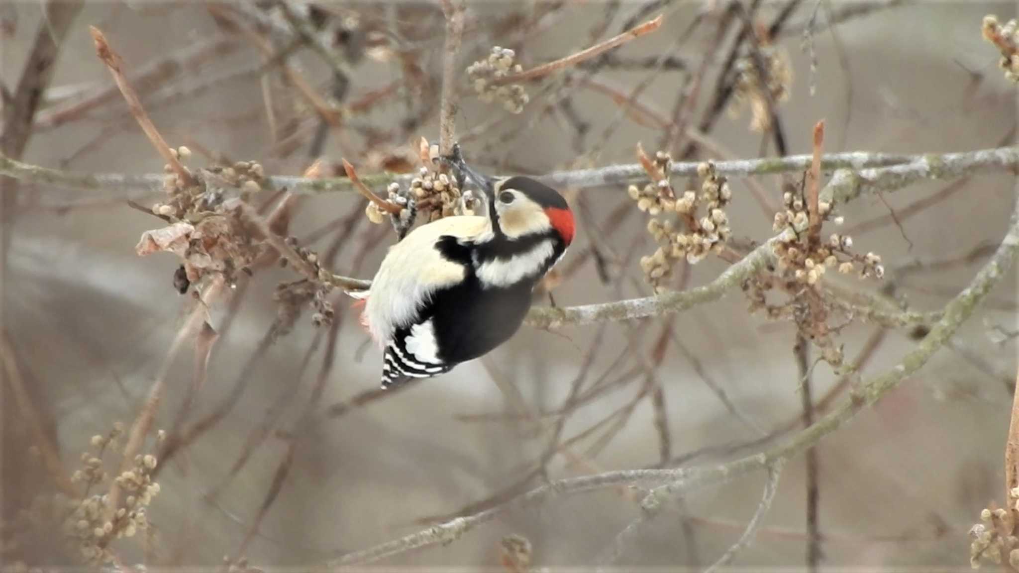 アカゲラ