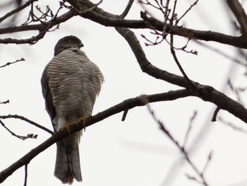 Japanese Sparrowhawk 埼玉県 Fri, 2/24/2023