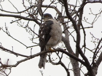 2023年2月24日(金) 埼玉県の野鳥観察記録